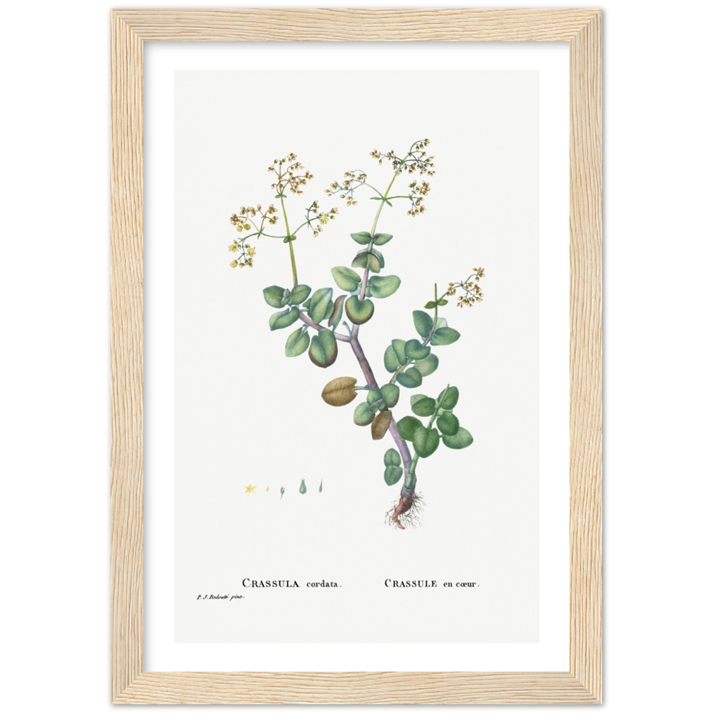 Framed Crassula Cordata Botanical Poster