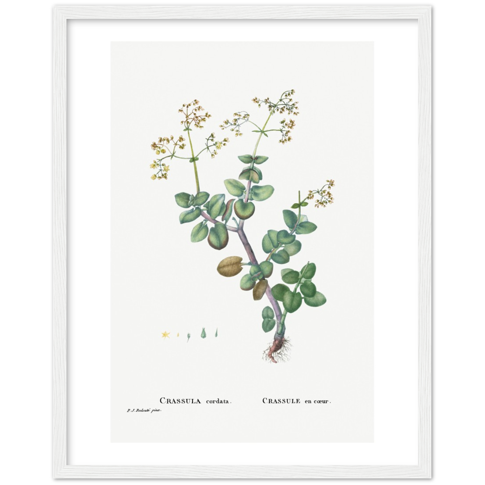 Framed Crassula Cordata Botanical Poster