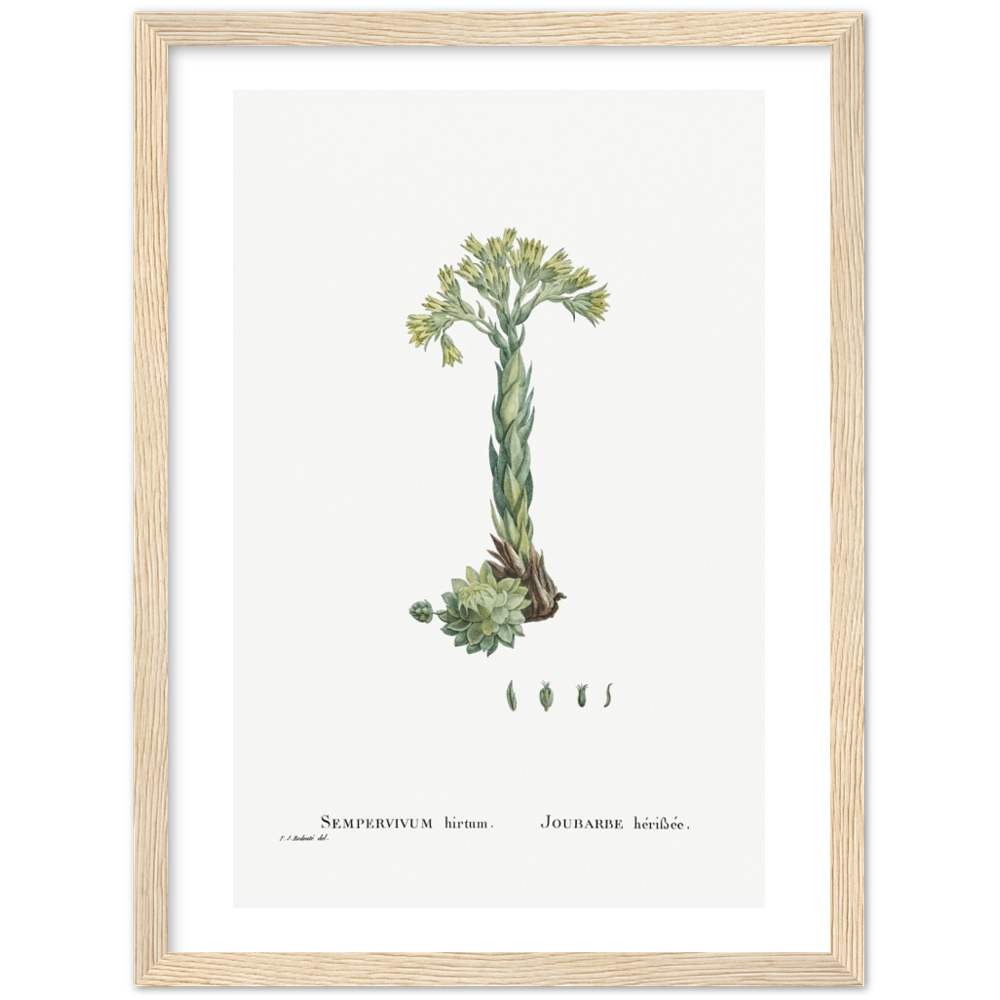 Framed Houseleek Botanical Poster