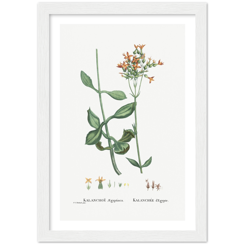 Framed Kalanchoe Botanical Poster