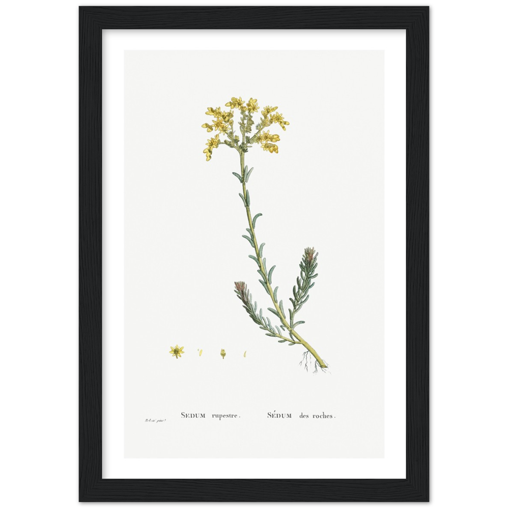 Framed Stonecrop Botanical Poster