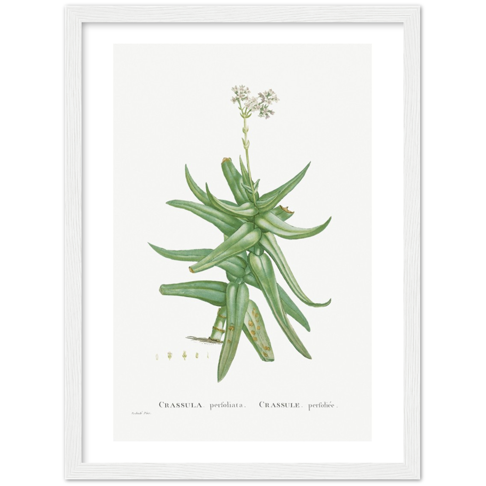 Framed Crassula Perfoliata Botanical Poster