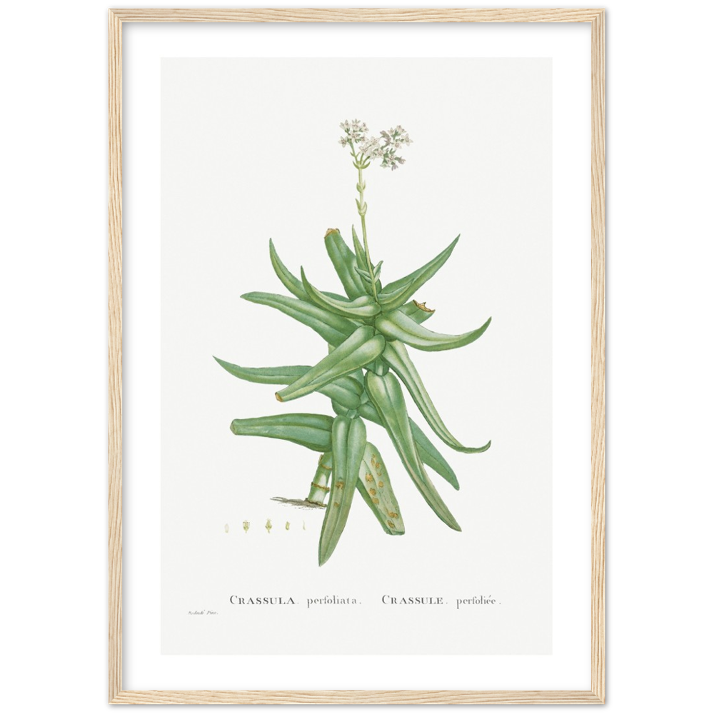 Framed Crassula Perfoliata Botanical Poster