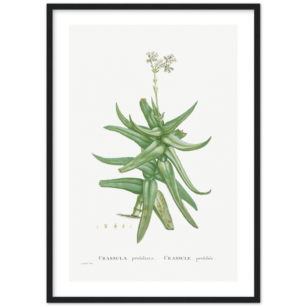 Framed Crassula Perfoliata Botanical Poster