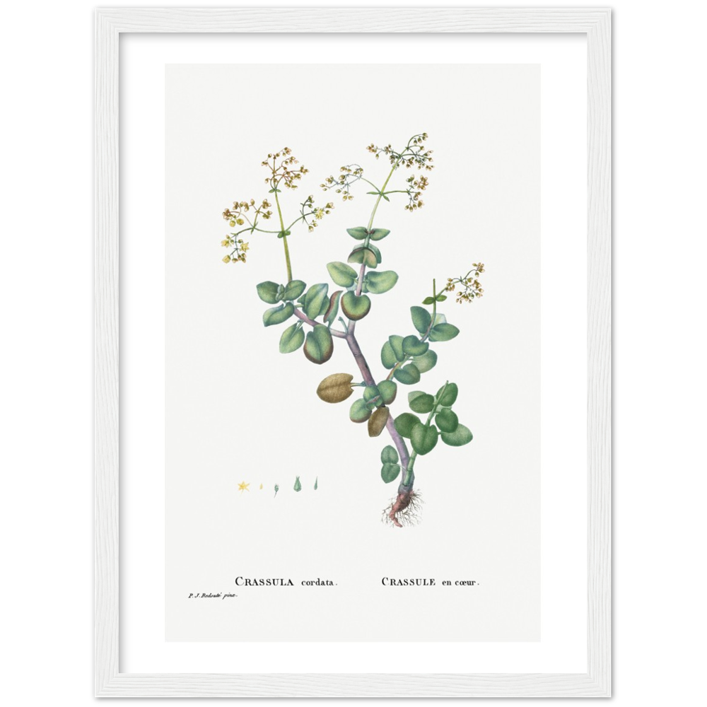 Framed Crassula Cordata Botanical Poster