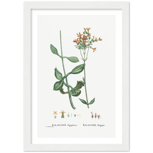 Framed Kalanchoe Botanical Poster