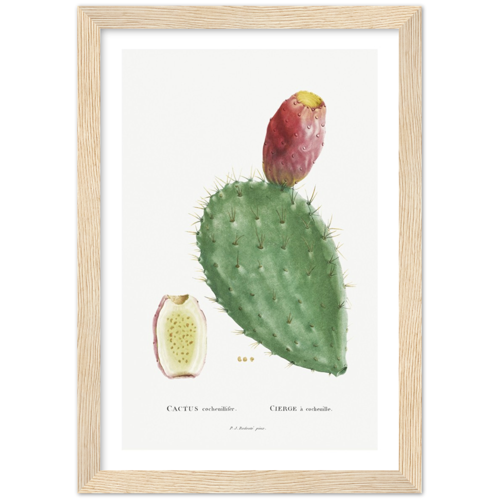 Framed Cactus Botanical Poster