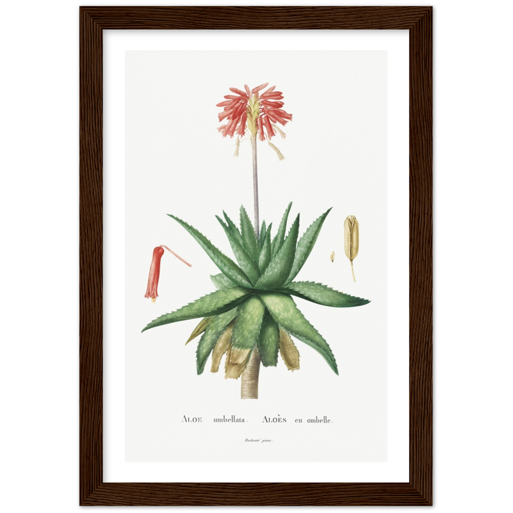 Framed Aloe Botanical Poster