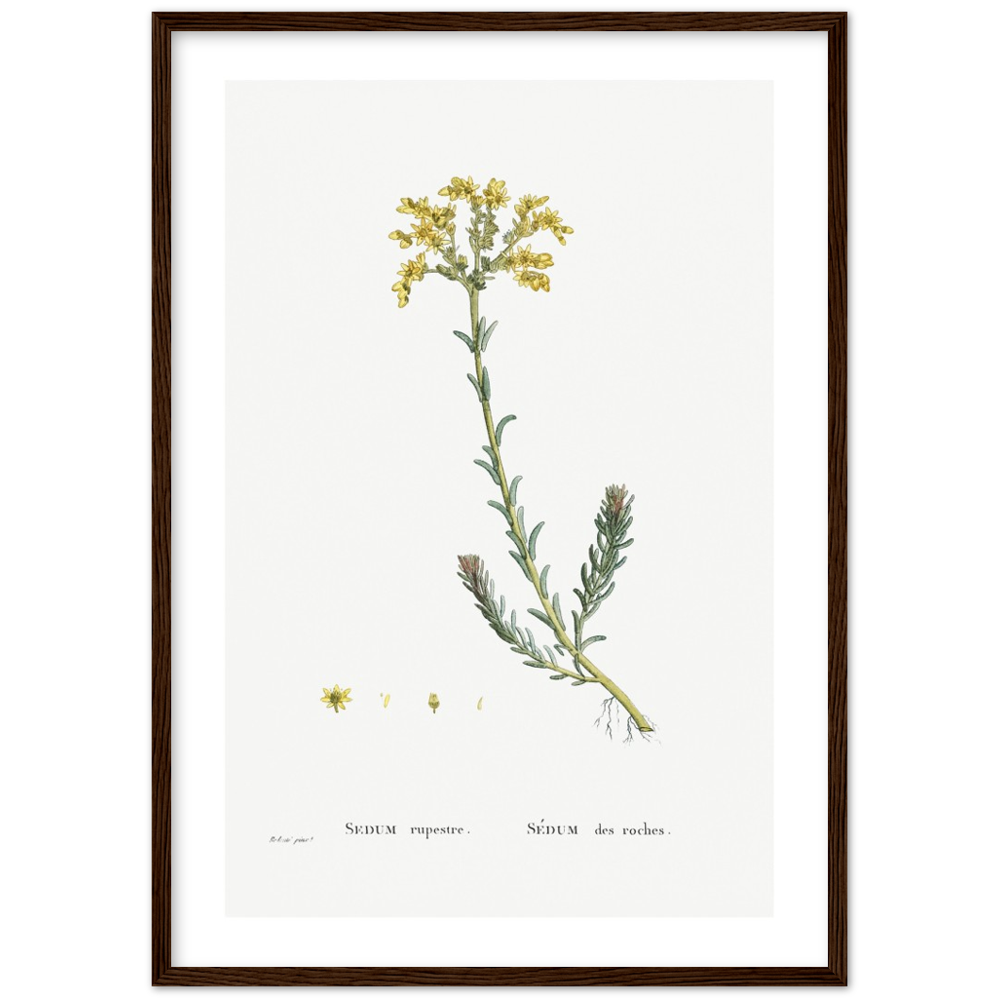 Framed Stonecrop Botanical Poster