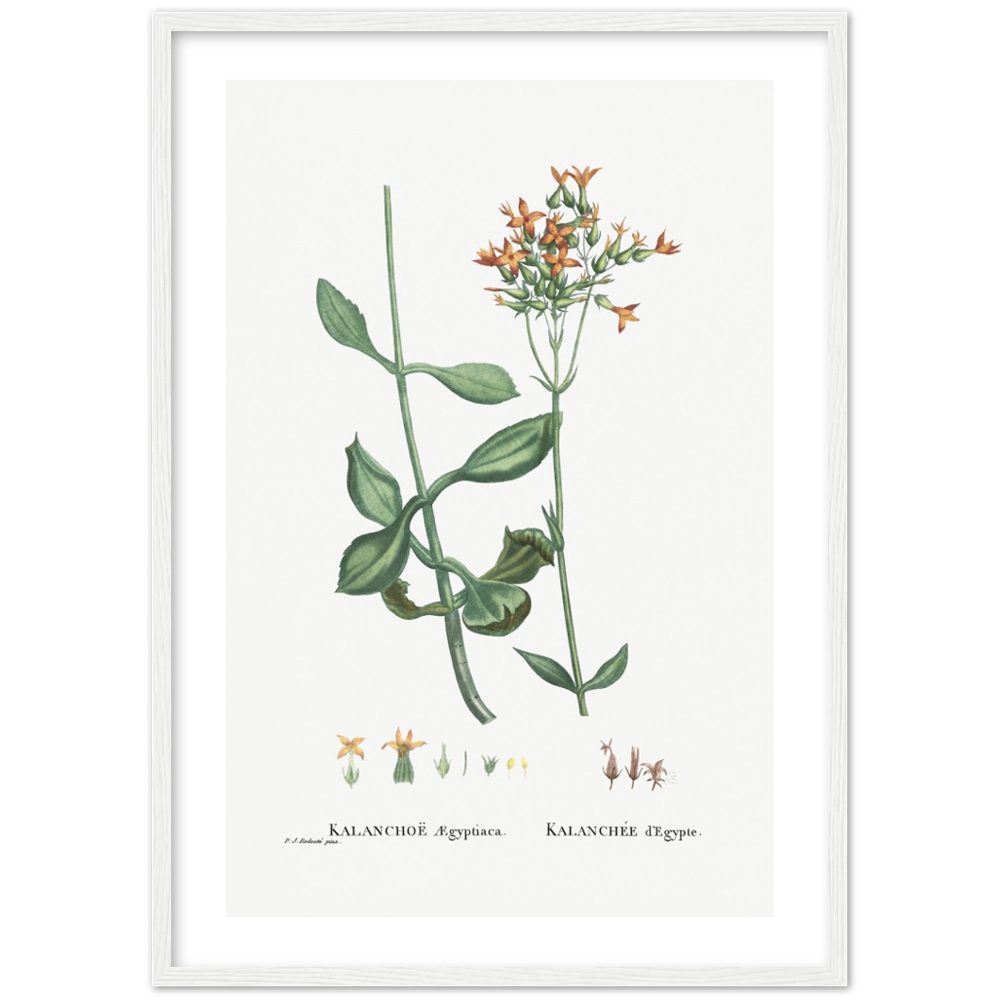 Framed Kalanchoe Botanical Poster