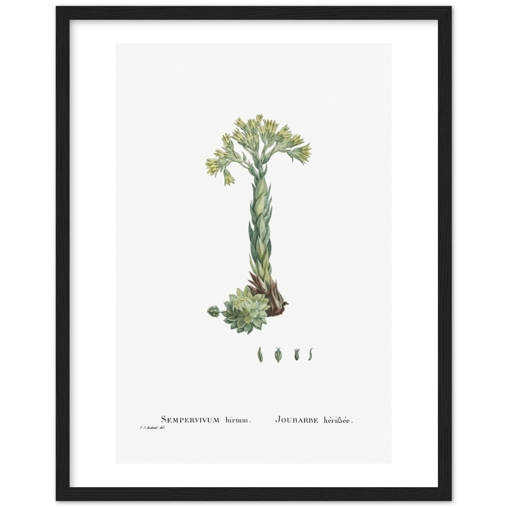 Framed Houseleek Botanical Poster