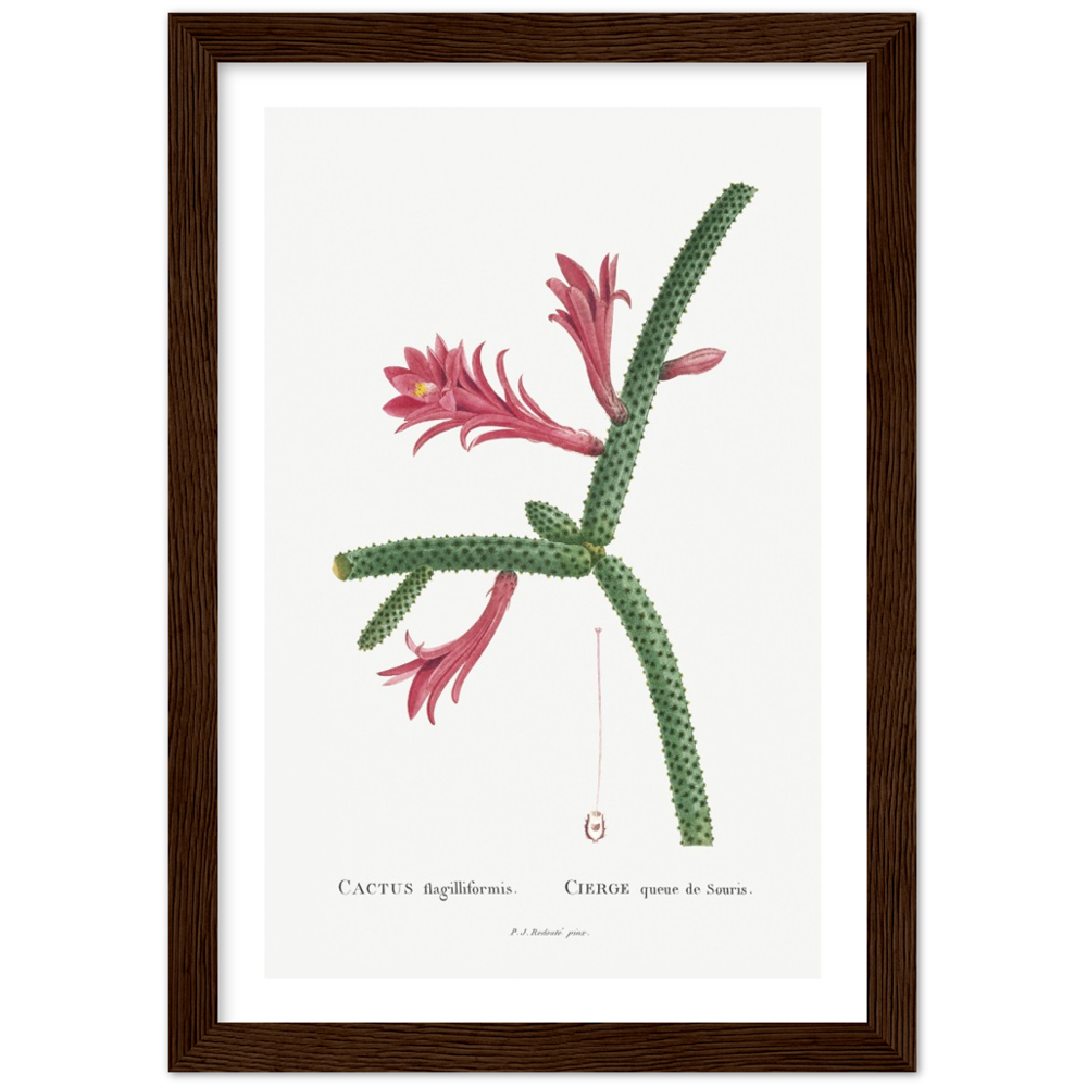 Framed Cactus Botanical Poster