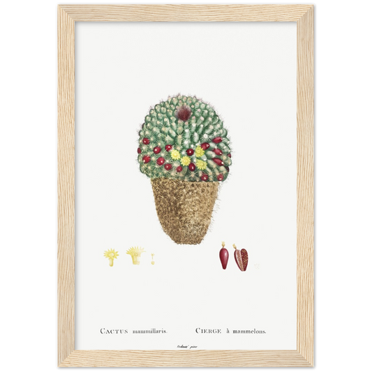Framed Vintage Cactus Print