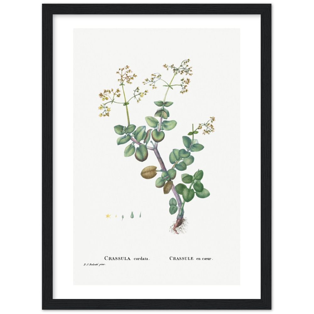 Framed Crassula Cordata Botanical Poster