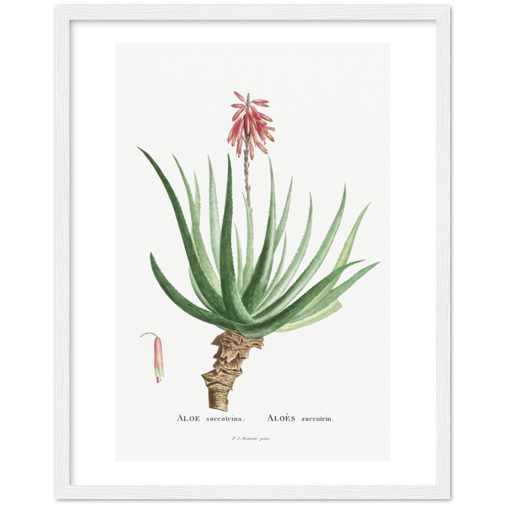 Framed Aloe Botanical Poster