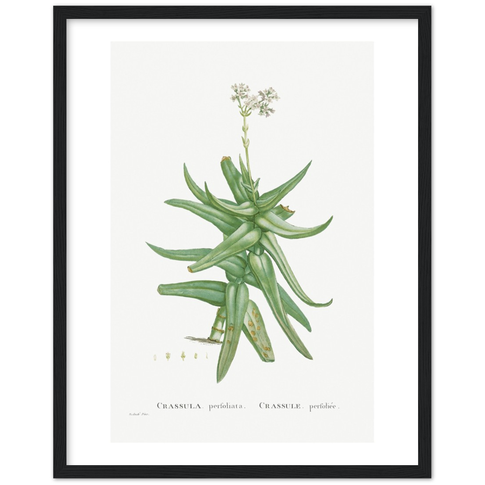 Framed Crassula Perfoliata Botanical Poster