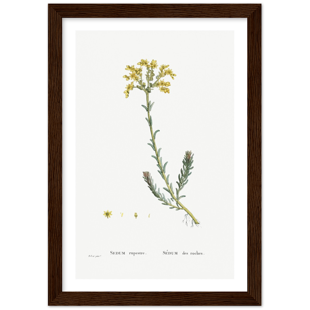 Framed Stonecrop Botanical Poster