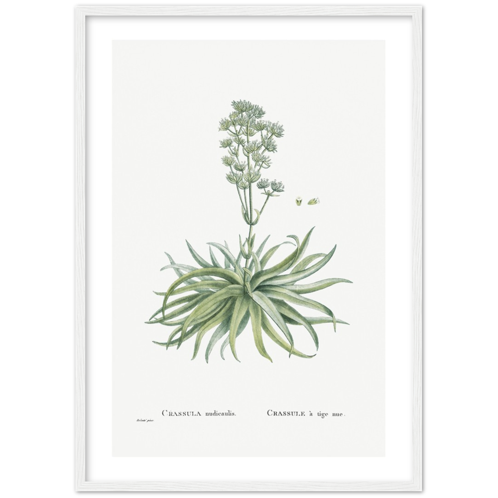 Framed Crassula Botanical Poster