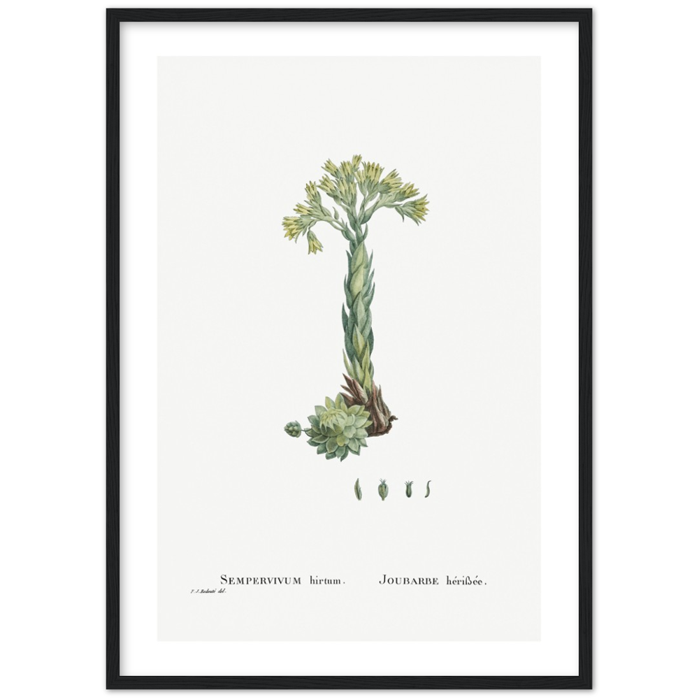 Framed Houseleek Botanical Poster