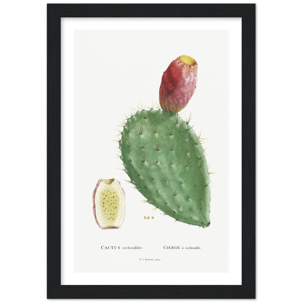 Framed Cactus Botanical Poster