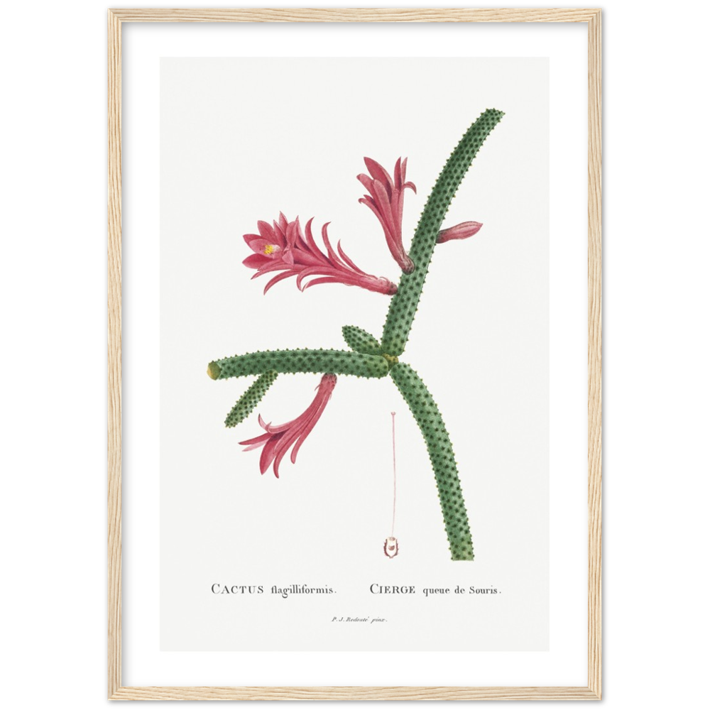 Framed Cactus Botanical Poster