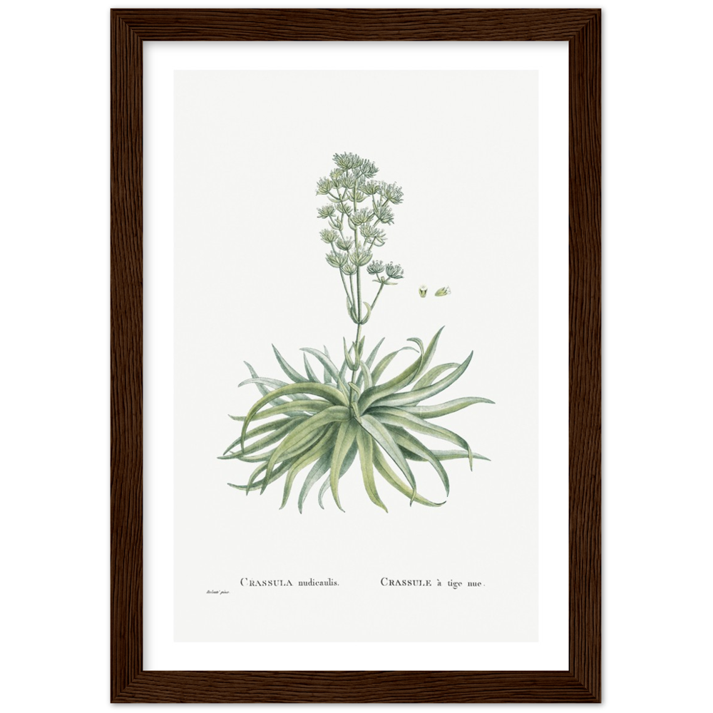 Framed Crassula Botanical Poster