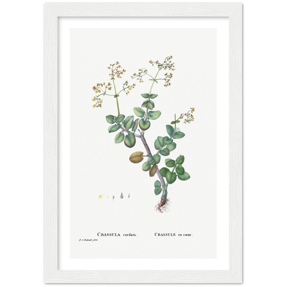 Framed Crassula Cordata Botanical Poster