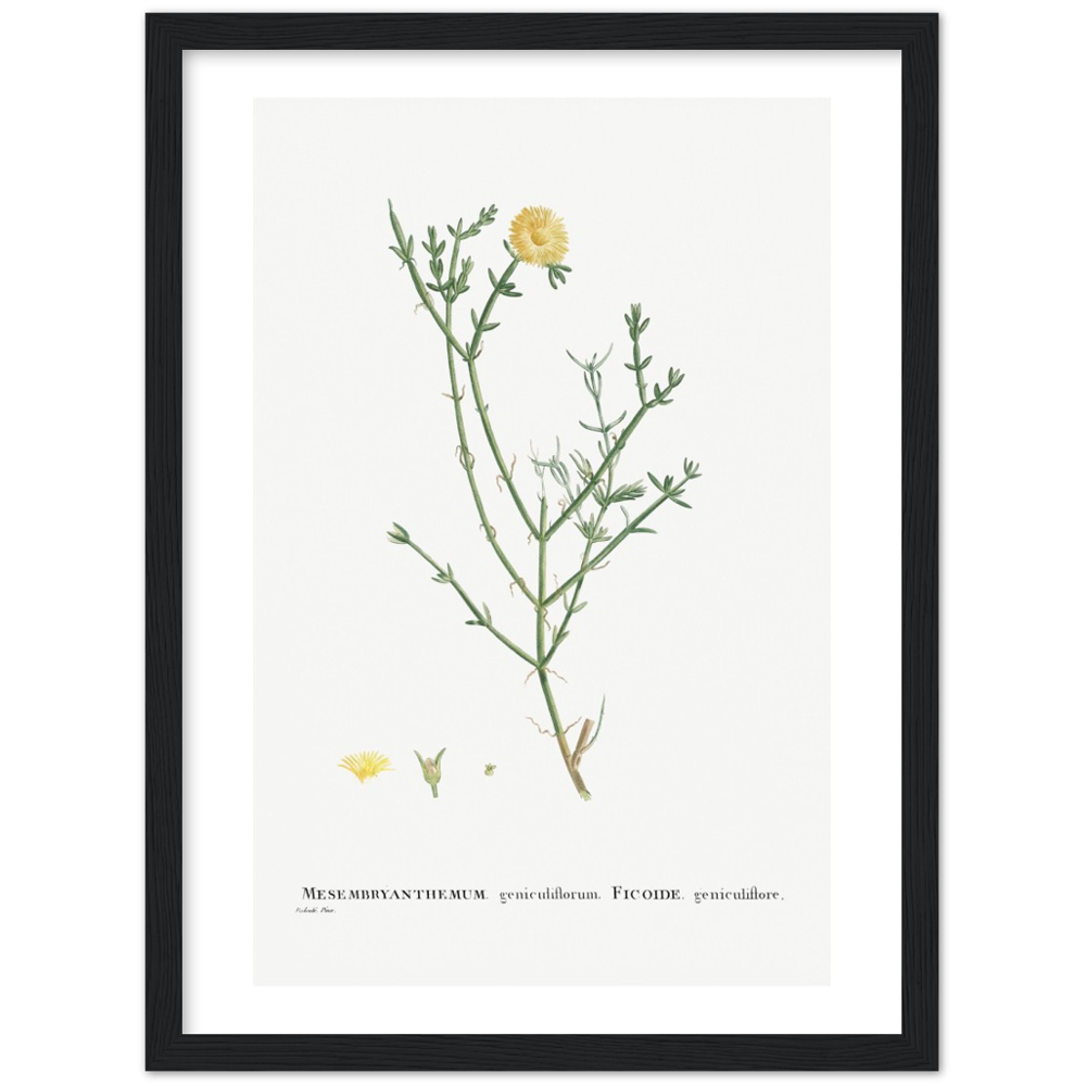 Framed Carpetweed Botanical Poster