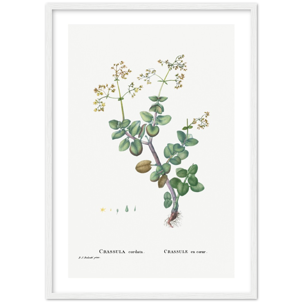 Framed Crassula Cordata Botanical Poster