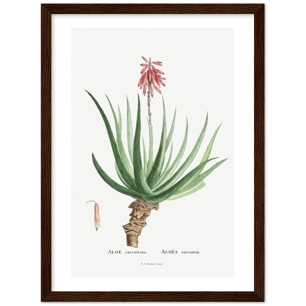 Framed Aloe Botanical Poster