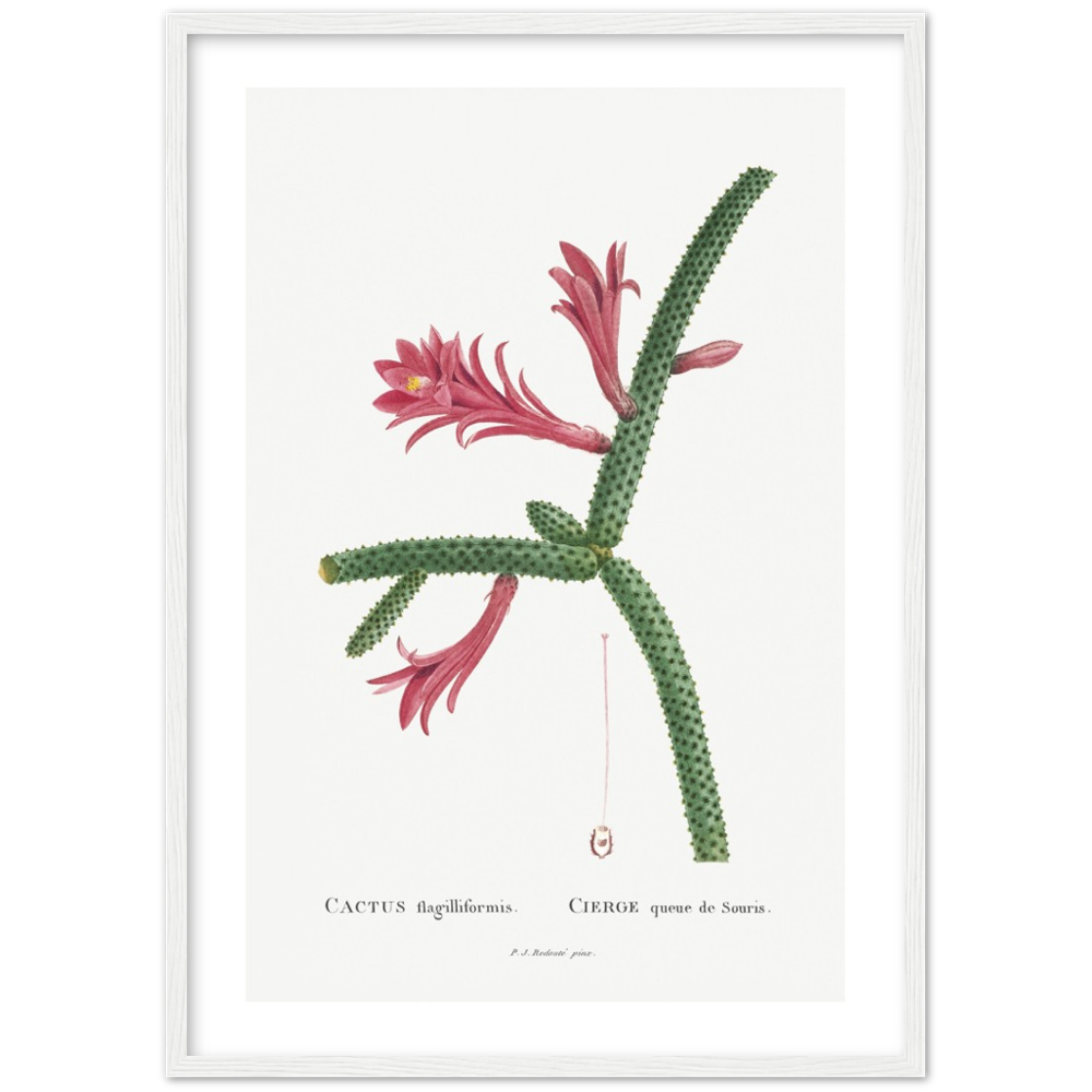 Framed Cactus Botanical Poster