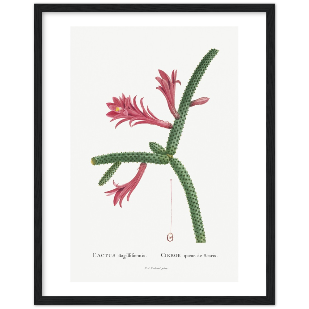 Framed Cactus Botanical Poster