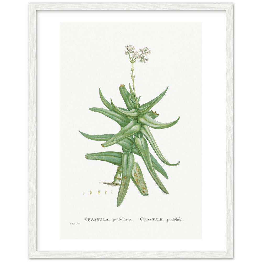 Framed Crassula Perfoliata Botanical Poster