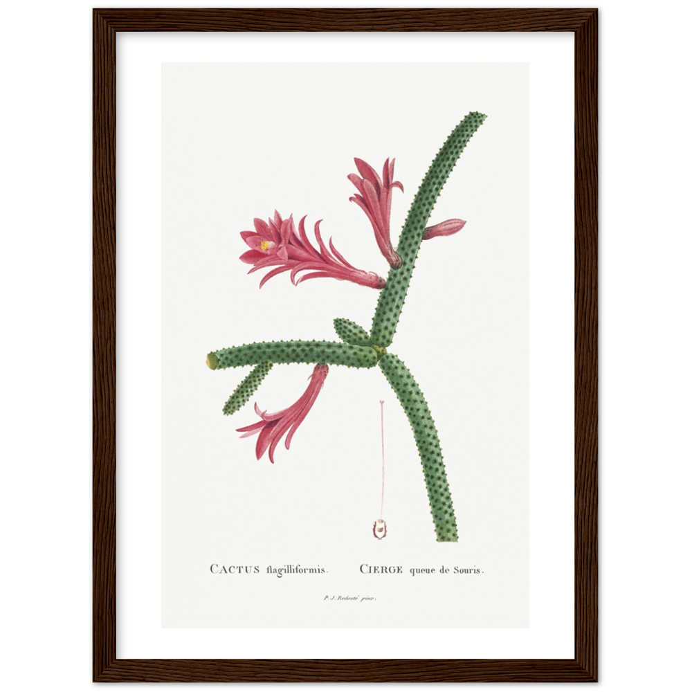 Framed Cactus Botanical Poster