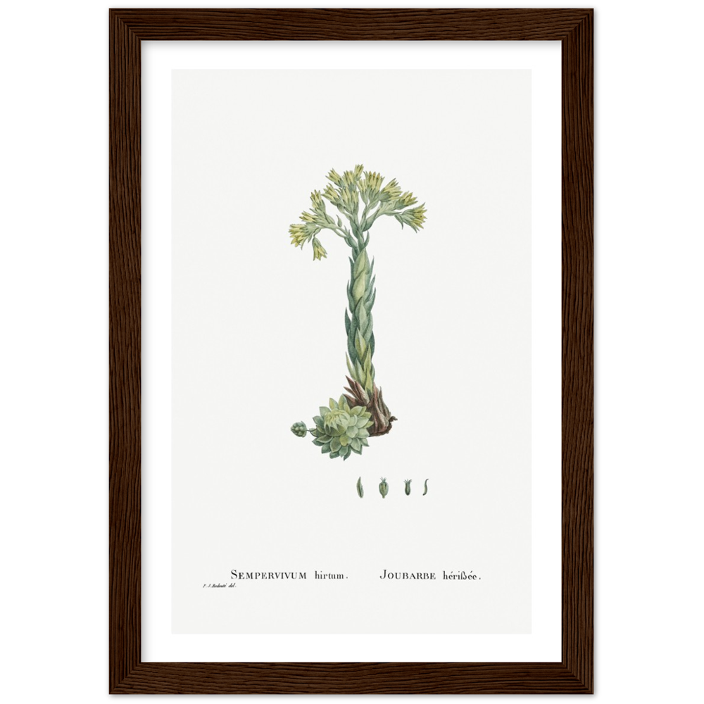 Framed Houseleek Botanical Poster