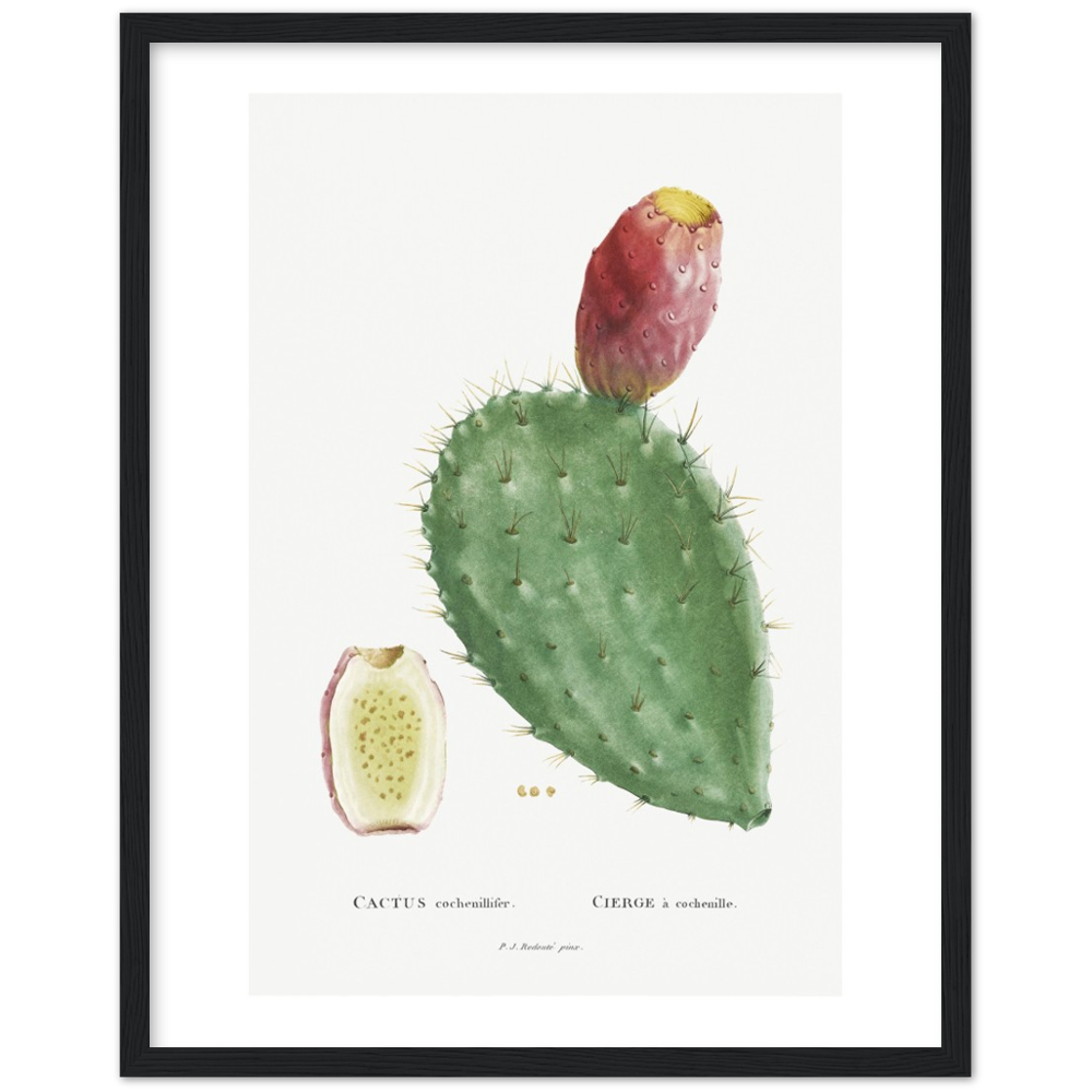 Framed Cactus Botanical Poster