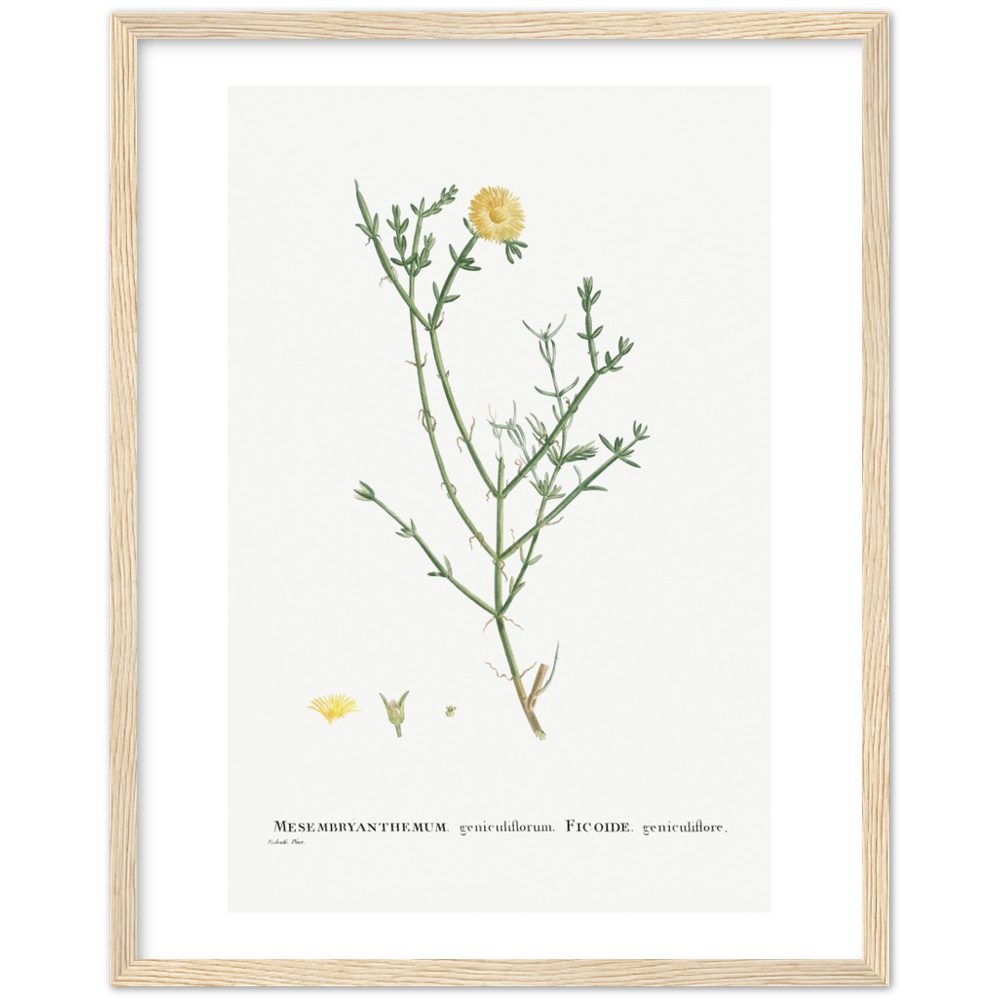 Framed Carpetweed Botanical Poster