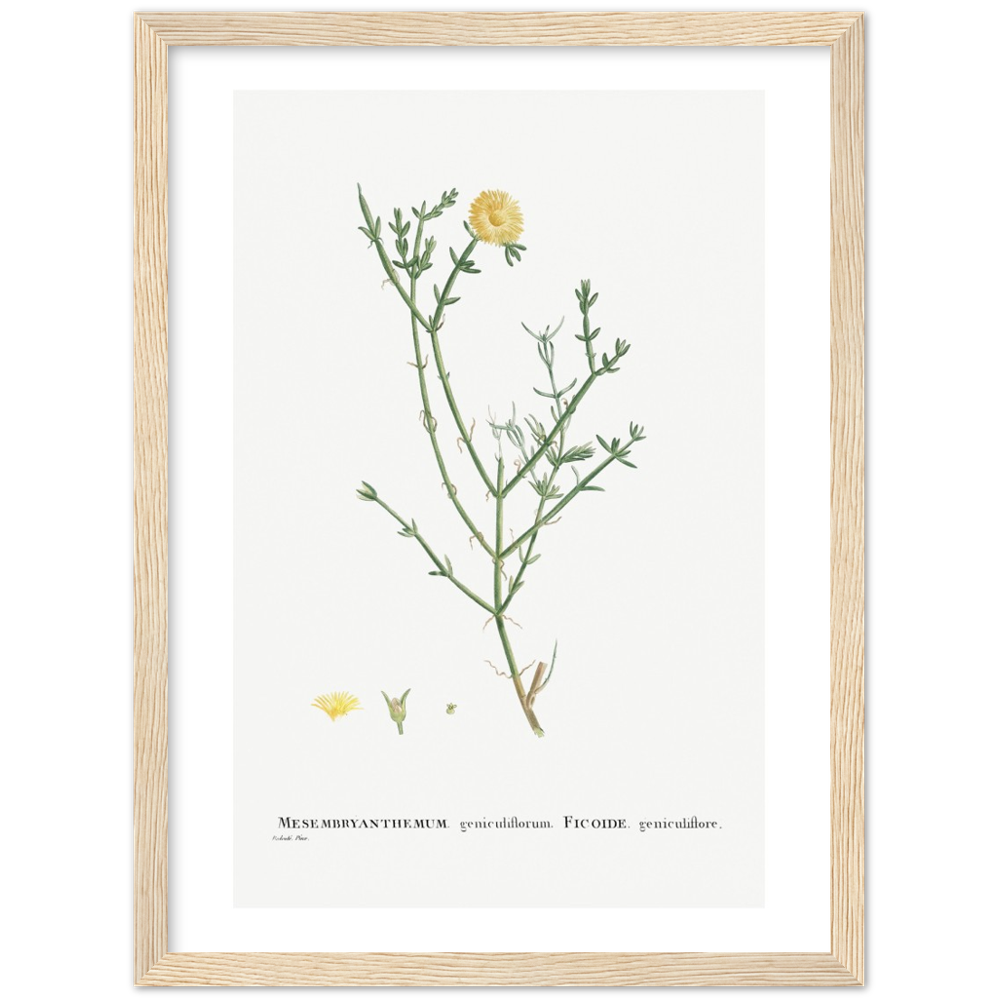 Framed Carpetweed Botanical Poster