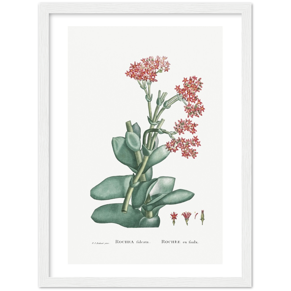 Framed Rochea Botanical Poster